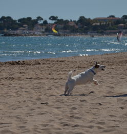 世俱杯决赛-“天府新区沙滩赛场:沙滩合球挑战传统竞技”