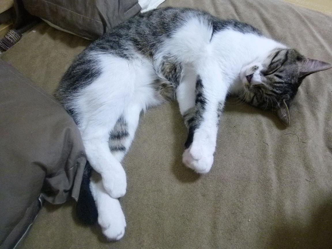 世界俱乐部杯在线观看-五大联赛球队季前训练营设置对初期表现的影响,五大联赛球队之间的嫡系关系