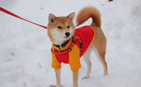 世俱杯足球赛事在线直播-关键区域进攻谁敢冲谁敢投，关键区域进攻谁敢冲谁敢投什么意思