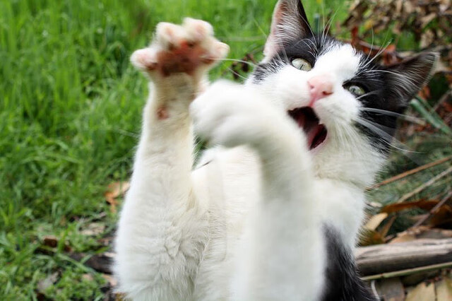 世俱杯网址-国际乒联混合团体世界杯:如何评价中国香港队的表现?,香港队乒乓球